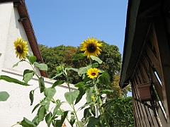 Tournesol 1